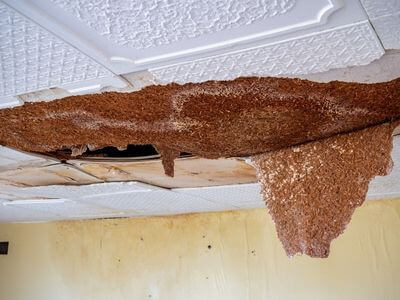 Professional water damage restoration services in San Diego - BlueMint Co